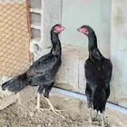 دجاج شامو الماني