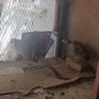 مجموعة فزن ذكر ونثيتين