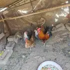 دجاج ست حبات سعر 25