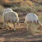 غنم حيل شرط فل شحم