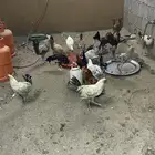 ديوك بلدي العدد 18