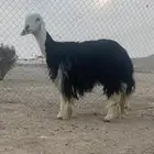 شاه نجديه صنف متبع
