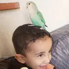جوز روز منتج مع فرخ عمر اسبوع أليف لعوب هد داخلي