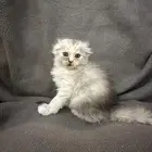 كيتن سكوتش فولد انثى للبيع