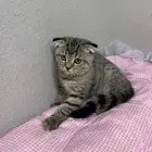 قطط سكوتش فولد ذكور وانثى