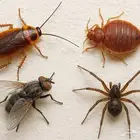 شركه مكافحه صراصير وتعابين وفران وعته ووزغ وبق