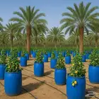 براميل الليمون الإندونيسي المثمرة   شكل فاخر وطعم أجمل