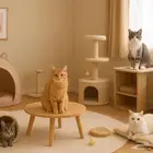 فندقه قطط المجمعه
