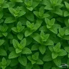 نعناع المدينة وحبق ودوش وعطرة