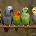 احتاج اتبنى طير