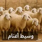 وسيط اغنام