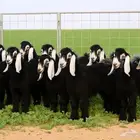 تيوس