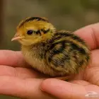 صوص سمان ياباني 1 ريال