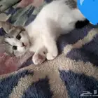 قطوات للتبني