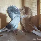 جكوبين جوز منتج