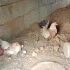 دجاج جبنيز قزم مستوى فاخر