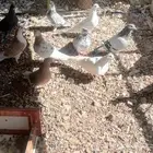 حمام