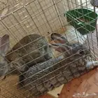 For sale Male and Female Rabbit with cage