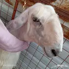 رخله عيسيه نجديه