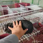 2 إناث أرانب قزم نذرلاند إنتاج