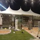 خيام الصقور الملكيه المطوره الشكل الجديد