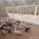 بط مسكوفي R41