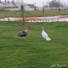 رومي ذكور وإناث