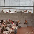 يتوفر بفضل الله دجاج بياض