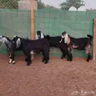 تيوس عوارض مخصاة سمان مقفله