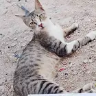 قطه اليفه انثى