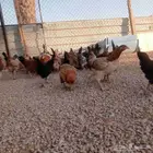 دجاج بلدي بياض