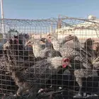 دجاج فيومي بياض