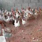 دجاج بلدي بياض