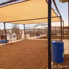 مضلات البل والغنم