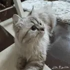 عائلة قطط هملايا للبيع