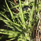 شتلات اوليفيرا للبشره