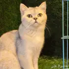 قطط سكوتش فولد وستريت للتبني