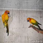 جوز صن كنيور