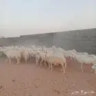 بهم حري للبيع