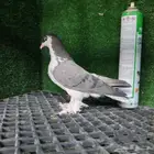 طبه شيرازي او لاهوري ازرق مستويات قويه