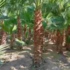 يوجد لدينا جميع انواع النخيل المثمرة وزينه اتواصل جول 050656