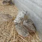 سمان بياض ذبح وتربيه