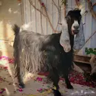 عنز عارضية للبيع عسوم