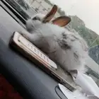 ارنب للبيع ذكر وانثى