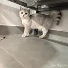 قطة برتش شورت هير للبيع British female short hair