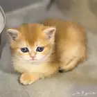 ذكر برتش مستوى عالي للبيع British Male NY12