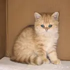 انثى برتش قولد مستوى عالي British Gold Female