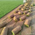 العشب الطبيعي