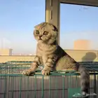 ذكر سكوتش تربل فولد (تم البيع) Scottish triple fold silver