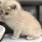 ذكر برتش مستوى عالي British Male AY12